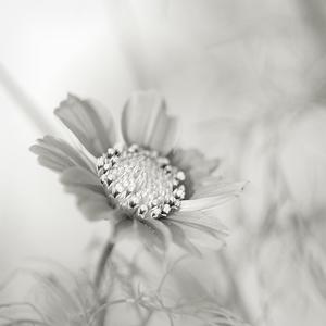 Sans titre